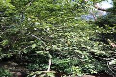 Morinda reticulata